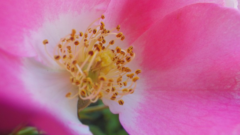 close-up view of pink rose