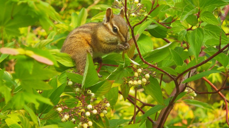 chipmunk eating berries