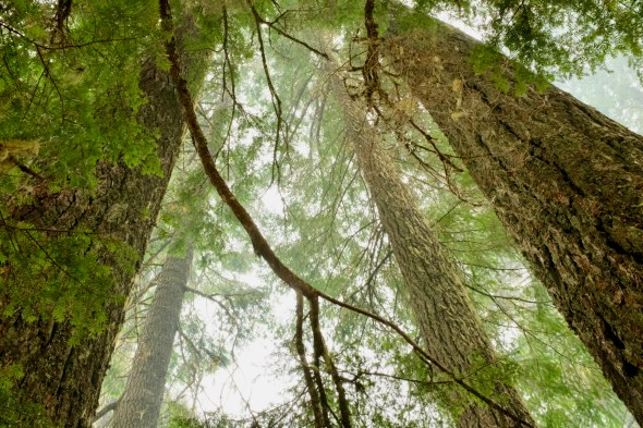 large conifers