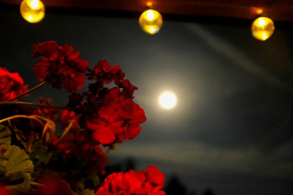 geraniums under full moon