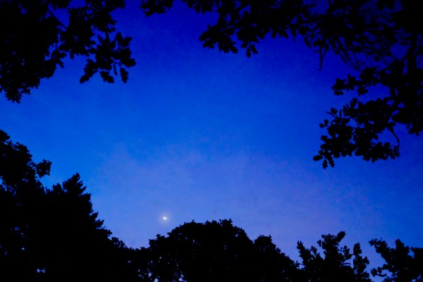 crescent moon at dawn and silhouetted trees