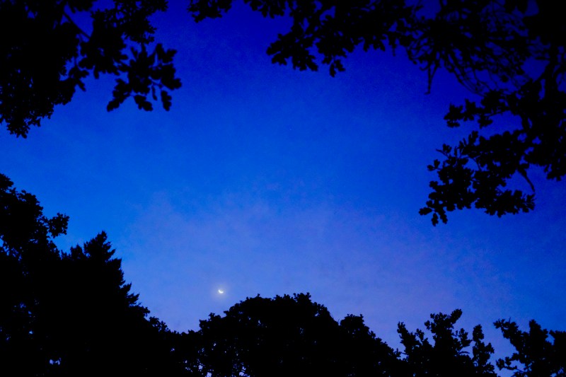 crescent moon at dawn and silhouetted trees