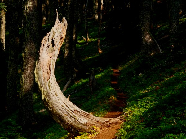 old snag next to forest trail
