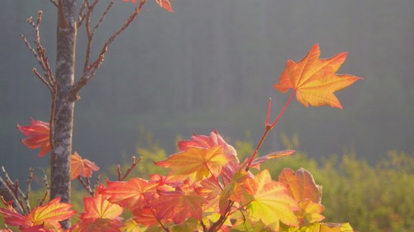 orange vine maple leaves