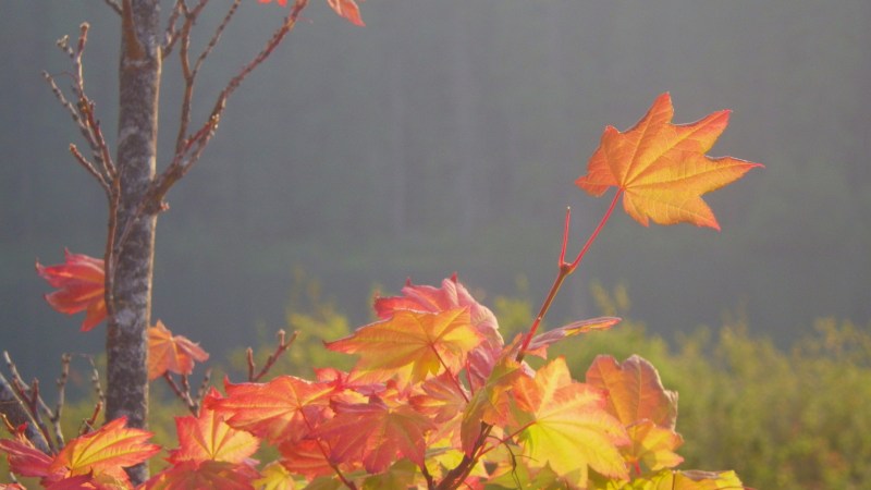 orange vine maple leaves