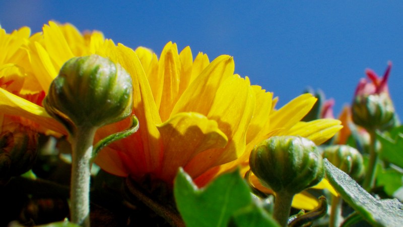 Yellow chrysanthemum flowers