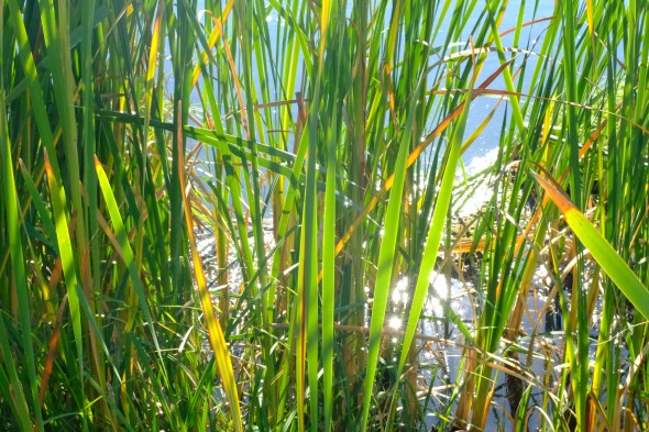 sunlit cattails in shallow water