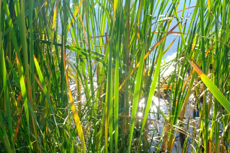 sunlit cattails in shallow water