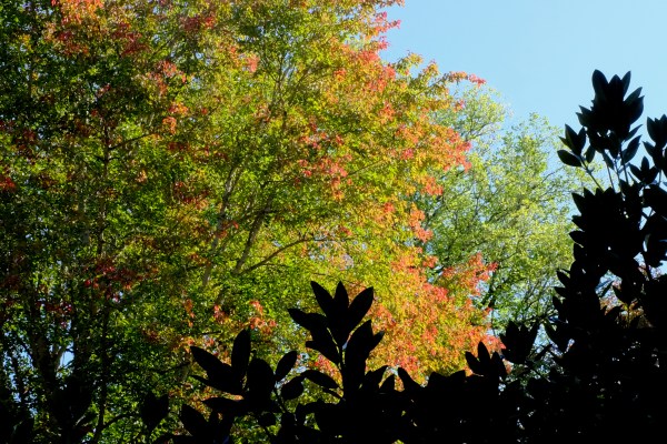 orange fall foliage and silhouetted rhododendron leaves