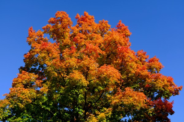 orange foliage of sugar maple