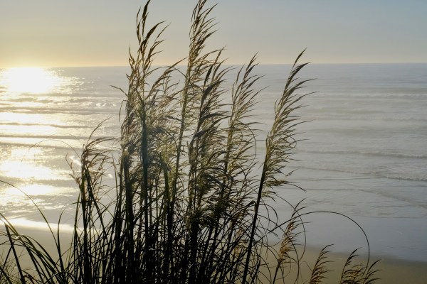 dune grasses and Pacific shoreline