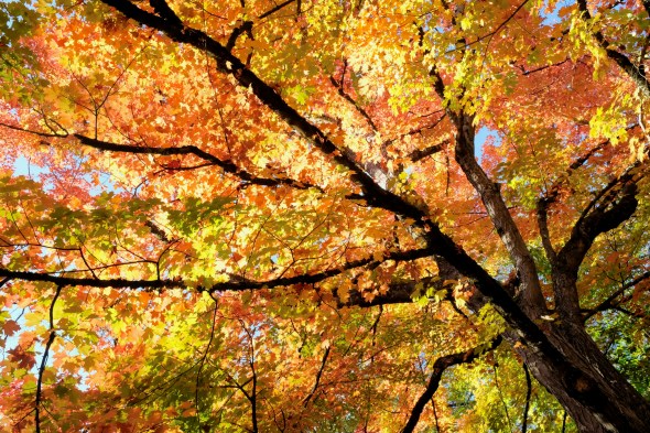 fall foliage on large maple tree