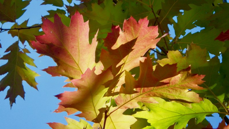 colorful autumn oak leaves