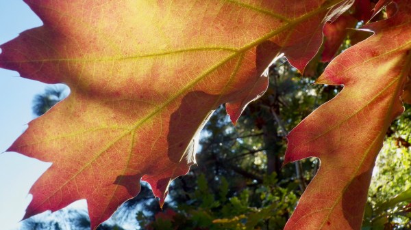 red oak leaves