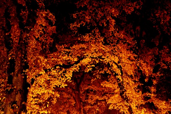 fall foliage on elm trees at night
