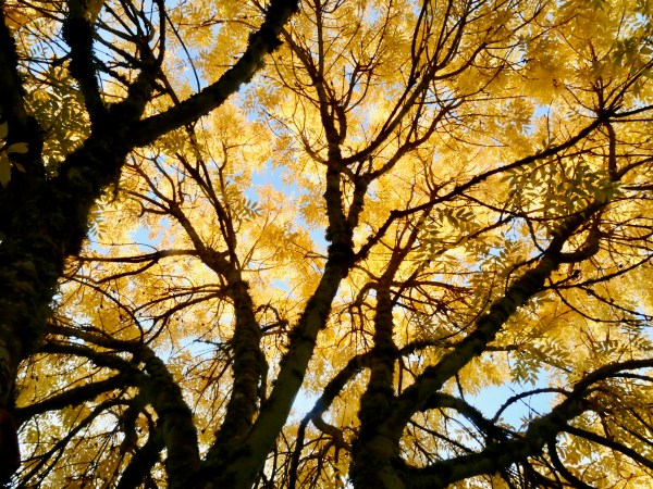 golden leaves and branches