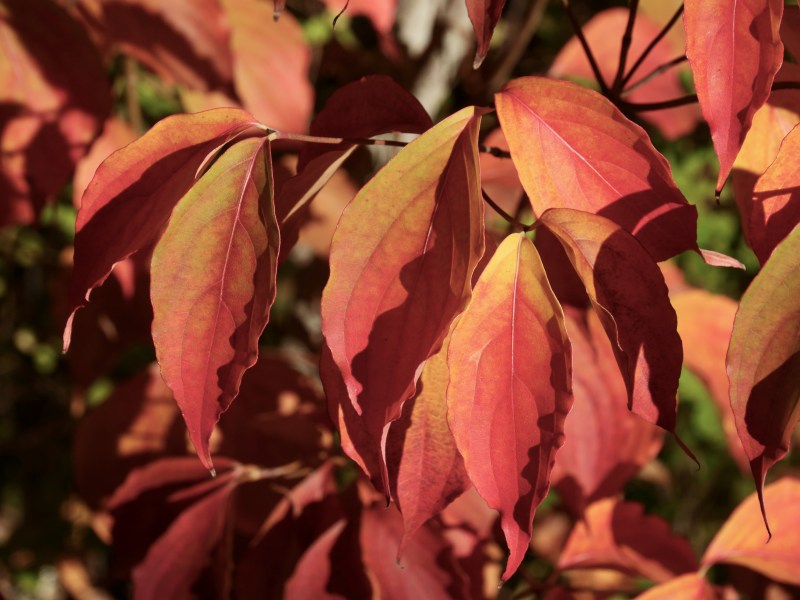red dogwood leaves