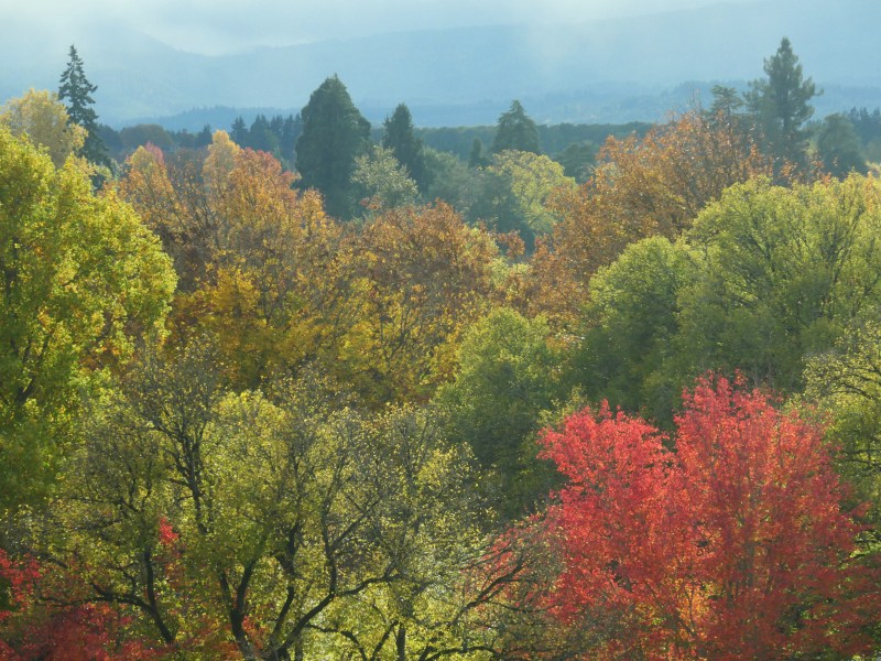 fall foliage in many colors