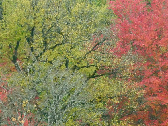 red and yellow autumn foliage