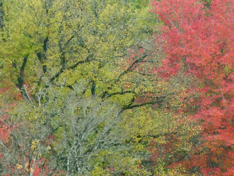 red and yellow autumn foliage