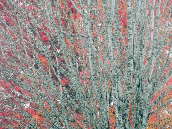 red maples - bare branches and red leaves