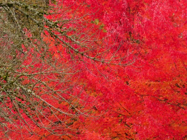 red maple leaves and branches
