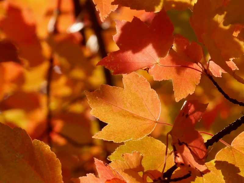 red maple leaves