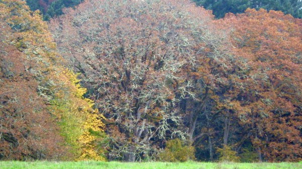 trees with fall foliage at edge of green meadow