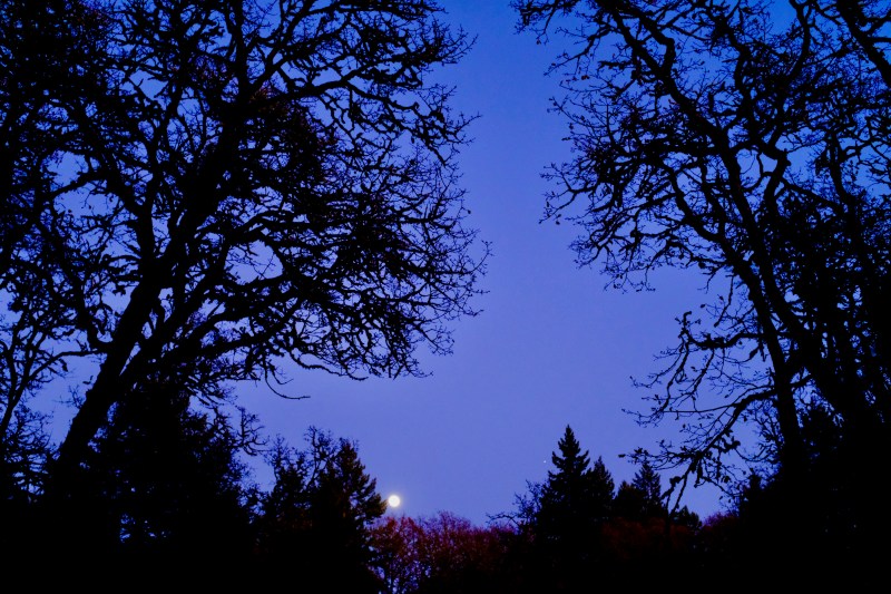 full moon rising behind bare trees and conifers