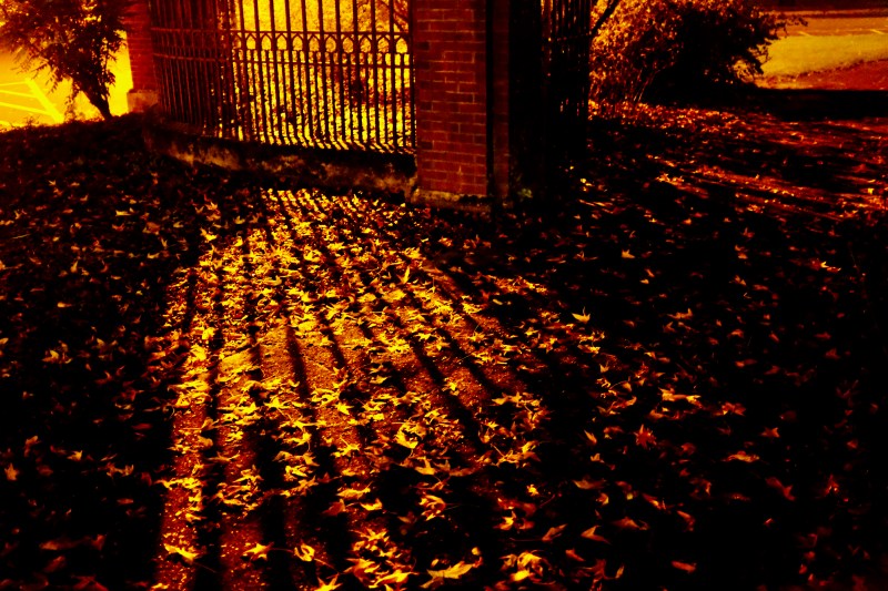 orange leaves and shadows of iron gate at night