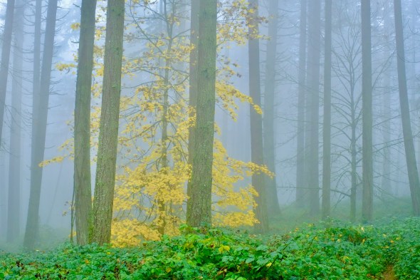 blackberry brambles, tree trunks, fog and yellow maple leaves in forest