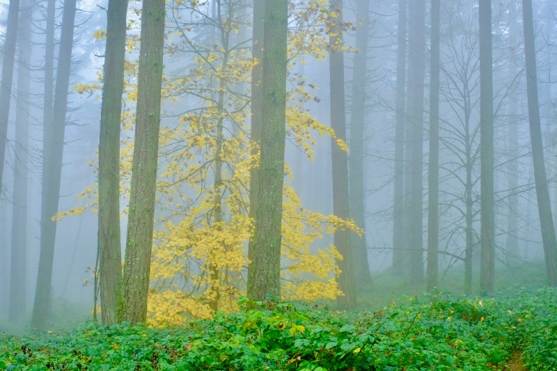 blackberry brambles, tree trunks, fog and yellow maple leaves in forest