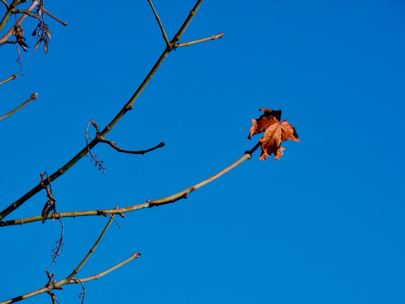 maple leaf and bare branches