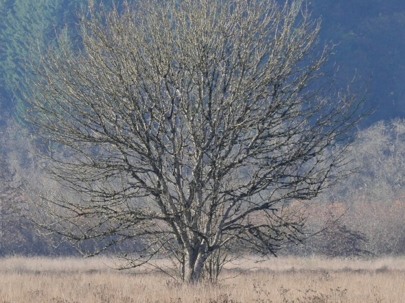 bare tree in wetland