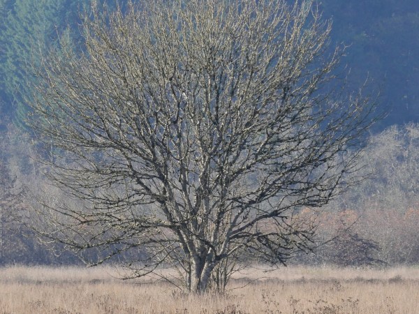 bare tree in wetland