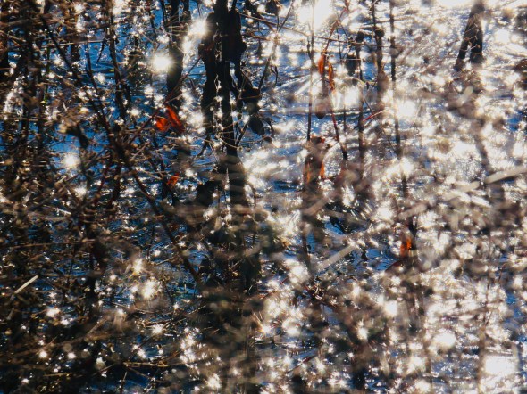 abstract of sunlight sparkling in shallow marsh
