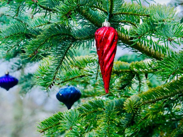 red and blue ornaments in blue spruce tree