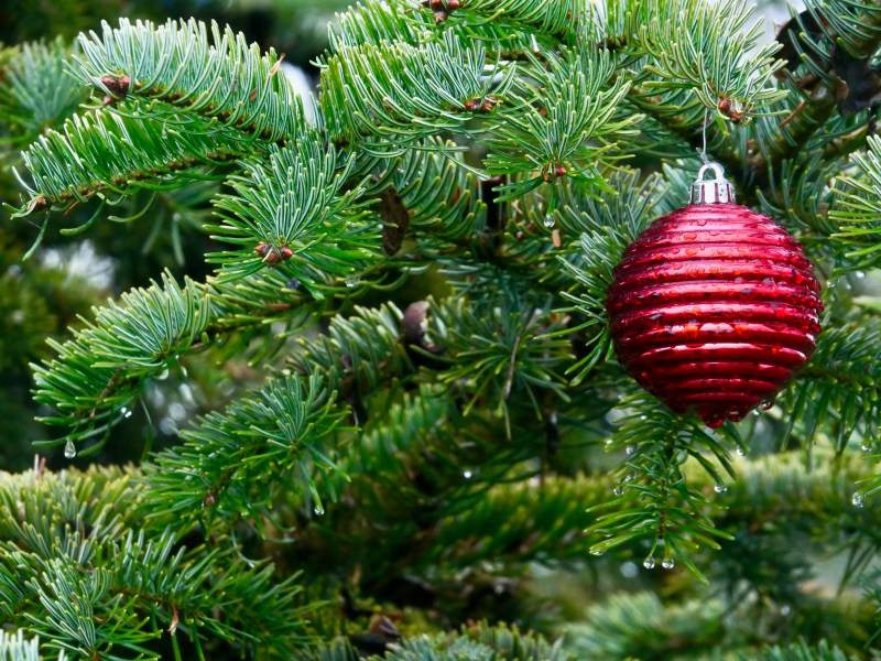 red ornament in conifer