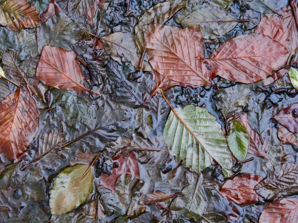 colorful autumn leaves on ground