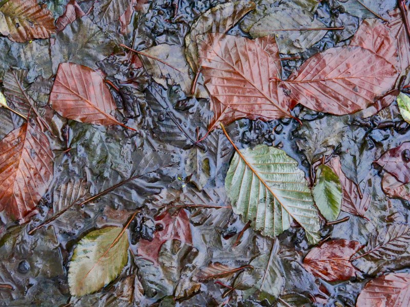 colorful autumn leaves on ground