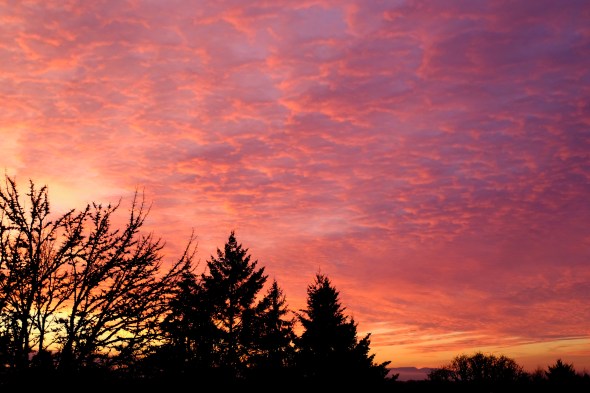 orange clouds and trees silhouetted at dawn