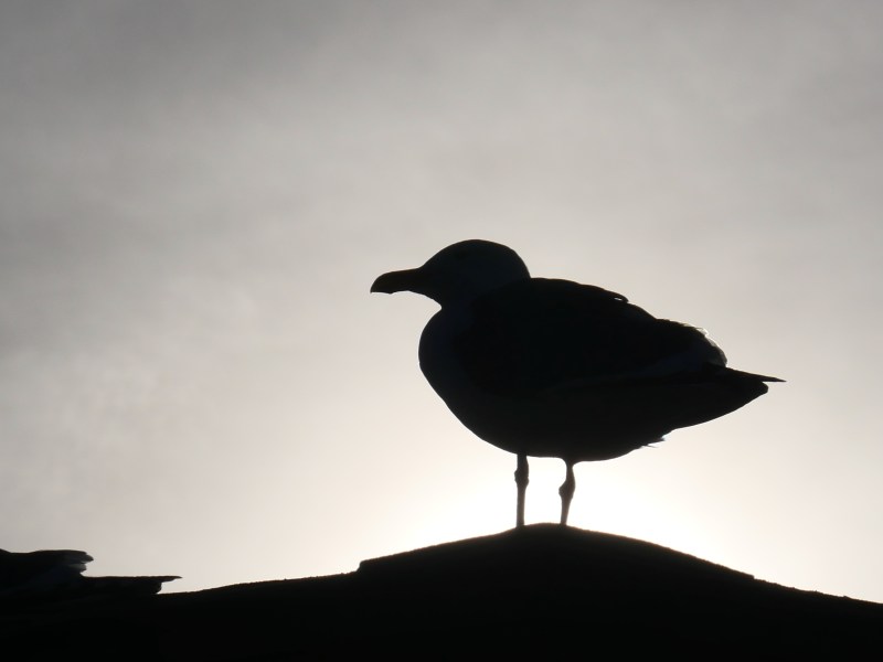 seagull in silhouette on rooftop