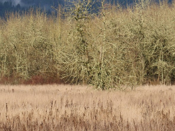 marsh grasses and bare trees in winter