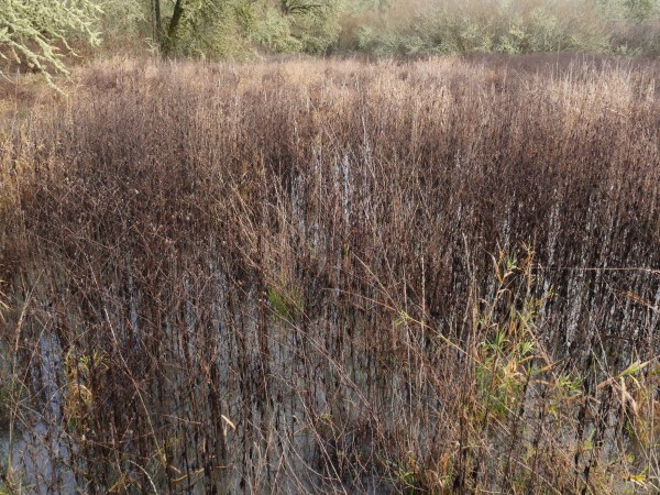 marsh grasses with bare trees in background