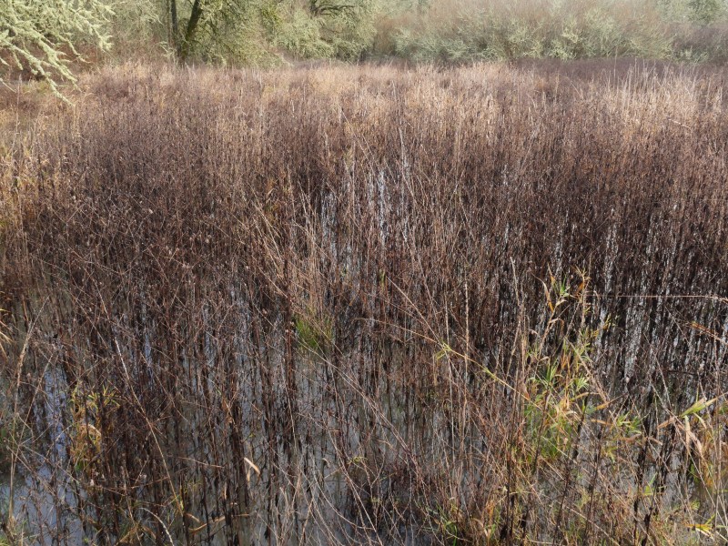 marsh grasses with bare trees in background