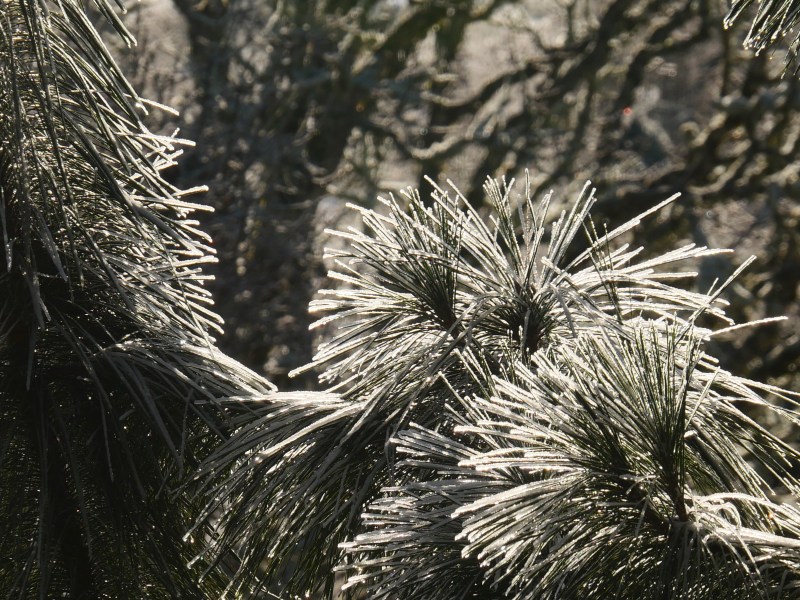 snowy pine needles