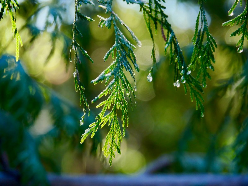 close-up needles of western red-cedar