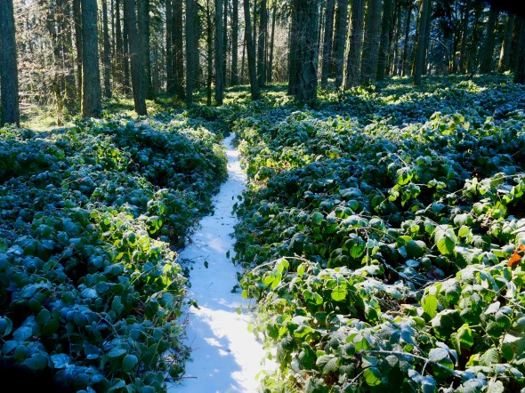 snow path through forest brambles