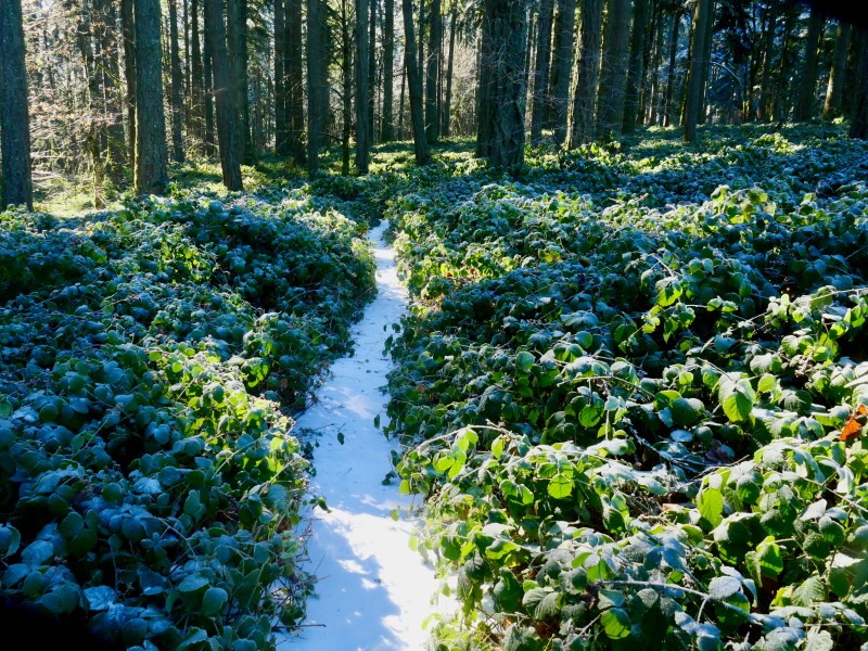 snow path through forest brambles