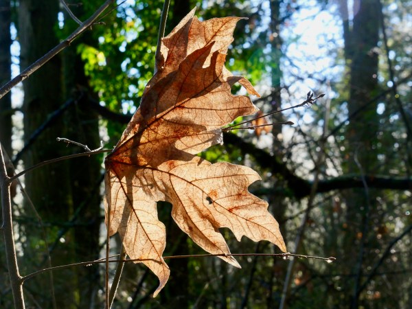 dried maple leaf